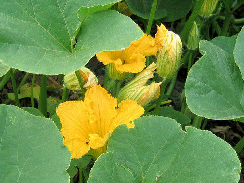 Cucurbita maxima