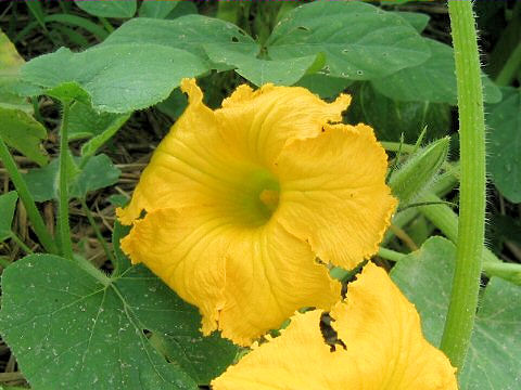 Cucurbita maxima