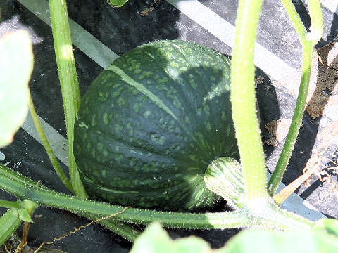 Cucurbita maxima