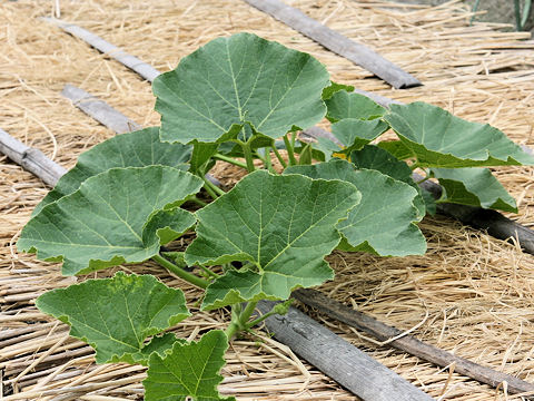 Cucurbita maxima