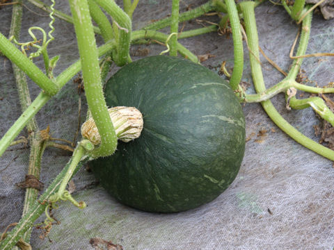 Cucurbita maxima