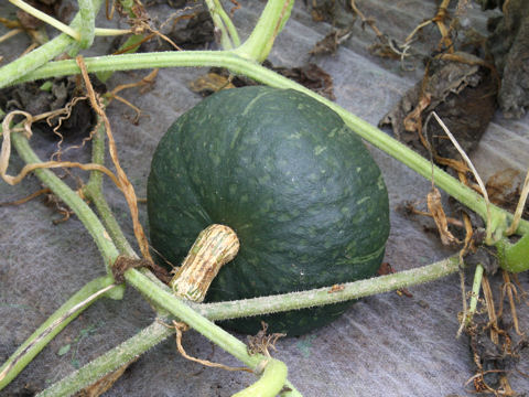 Cucurbita maxima