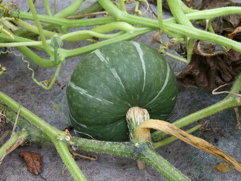 Cucurbita maxima