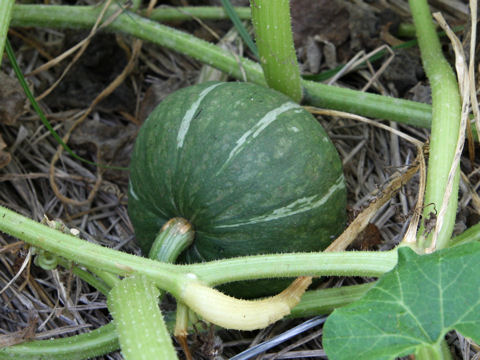 Cucurbita maxima