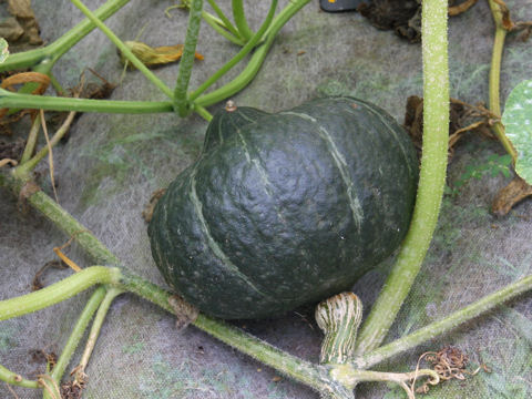 Cucurbita maxima