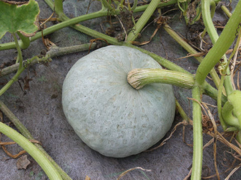 Cucurbita maxima