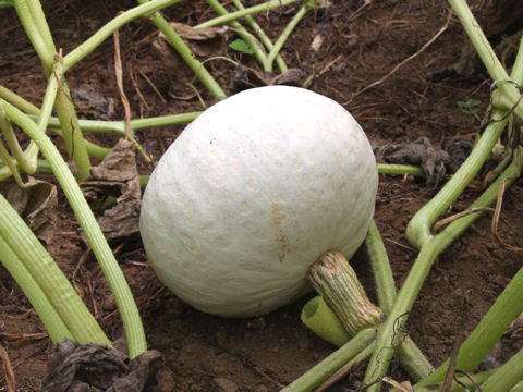 Cucurbita maxima