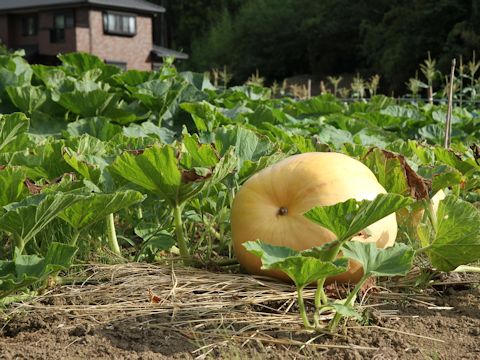 Cucurbita maxima