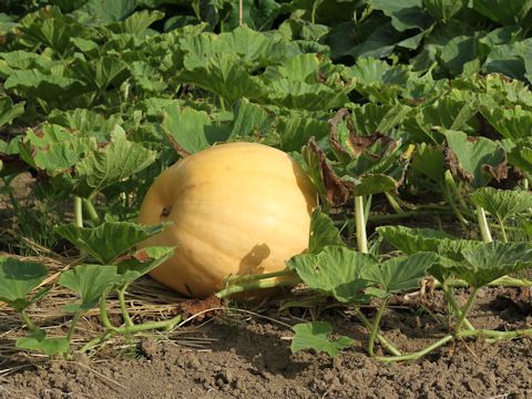 Cucurbita maxima