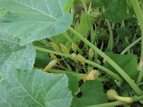 Cucurbita maxima