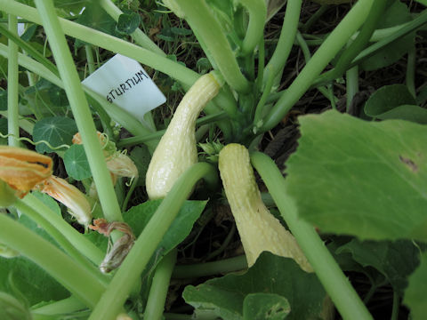 Cucurbita maxima