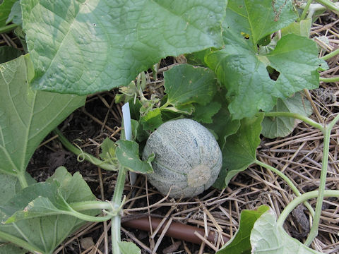 Cucurbita maxima