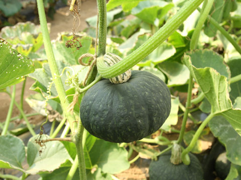 Cucurbita maxima