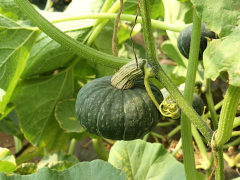 Cucurbita maxima