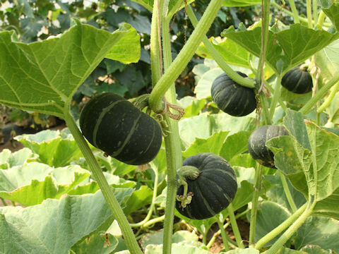 Cucurbita maxima