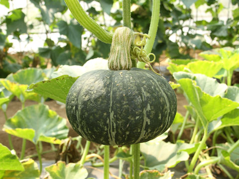 Cucurbita maxima