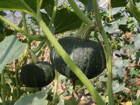 Cucurbita maxima