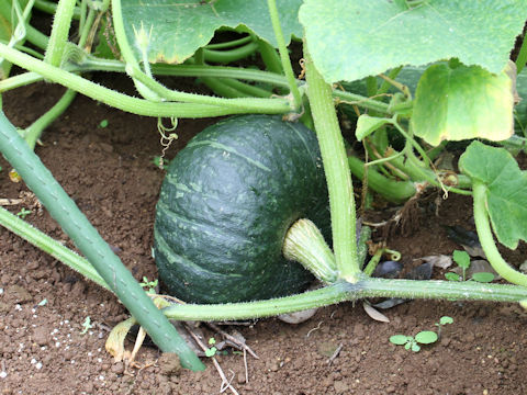 Cucurbita maxima