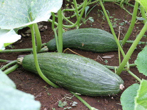 Cucurbita maxima