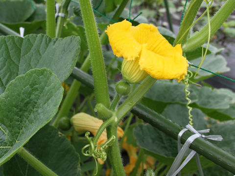 Cucurbita maxima