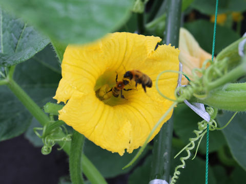 Cucurbita maxima