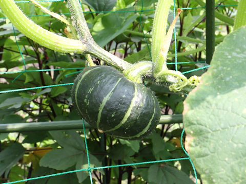 Cucurbita maxima