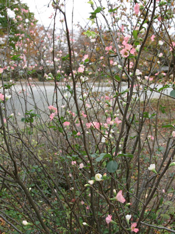 Chaenomeles speciosa 'Kanboke'