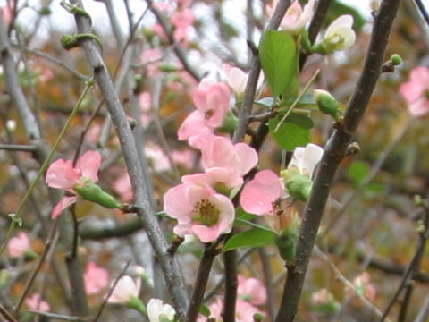 Chaenomeles speciosa 'Kanboke'