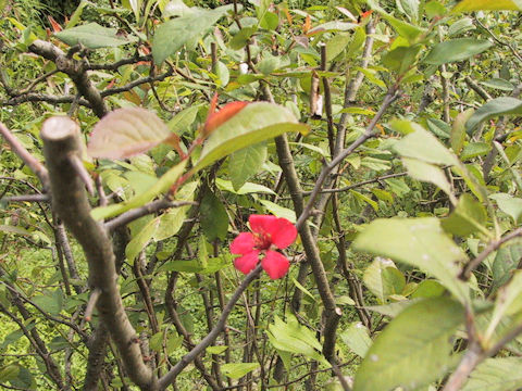 Chaenomeles speciosa 'Kanboke'