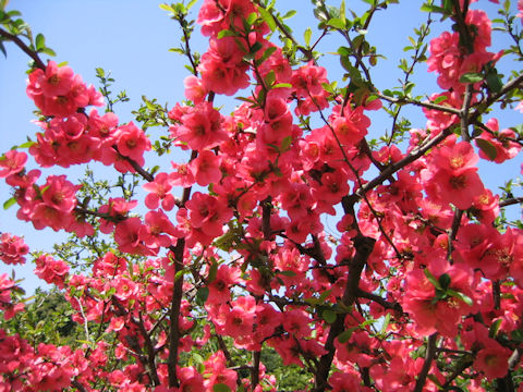 Chaenomeles speciosa 'Kanboke'