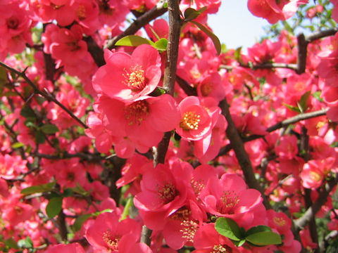 Chaenomeles speciosa 'Kanboke'