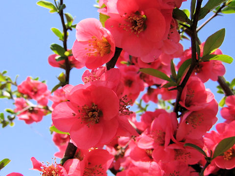 Chaenomeles speciosa 'Kanboke'