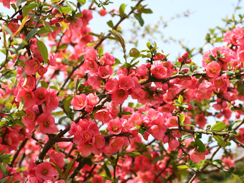 Chaenomeles speciosa 'Kanboke'