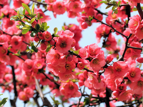 Chaenomeles speciosa 'Kanboke'