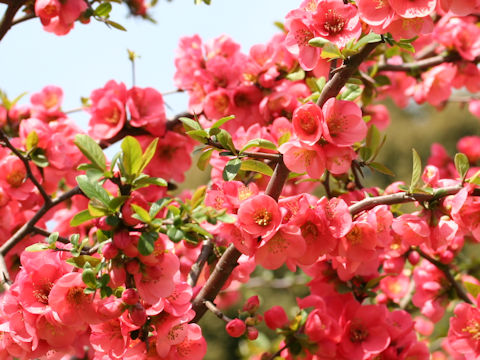 Chaenomeles speciosa 'Kanboke'