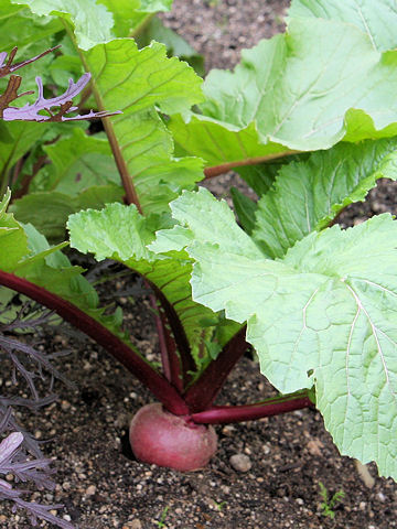 Brassica campestris var. glabra