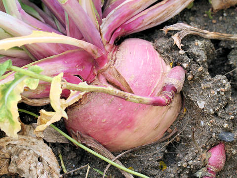 Brassica campestris var. glabra