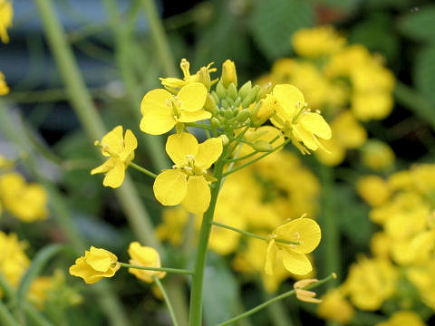 Brassica campestris var. glabra