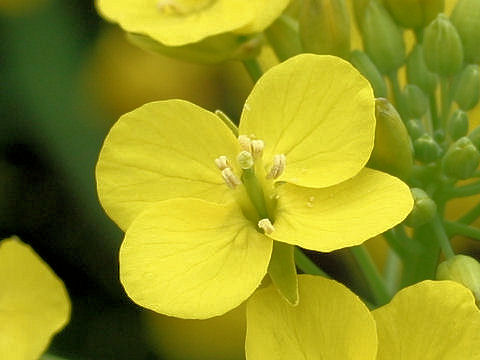 Brassica campestris var. glabra