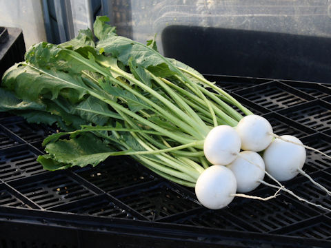 Brassica campestris var. glabra