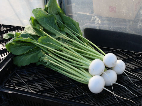 Brassica campestris var. glabra