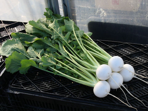 Brassica campestris var. glabra