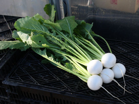 Brassica campestris var. glabra