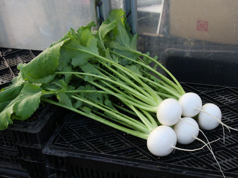 Brassica campestris var. glabra