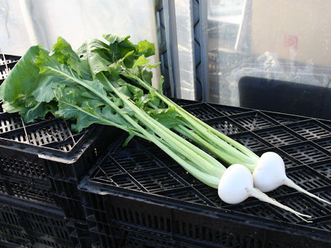 Brassica campestris var. glabra