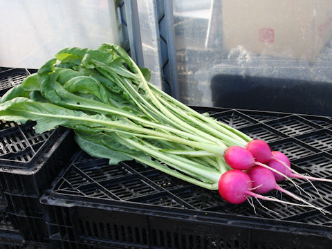 Brassica campestris var. glabra