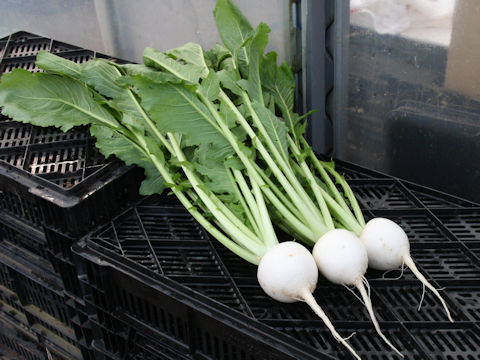 Brassica campestris var. glabra