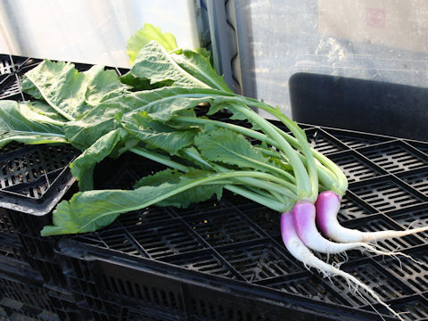 Brassica campestris var. glabra