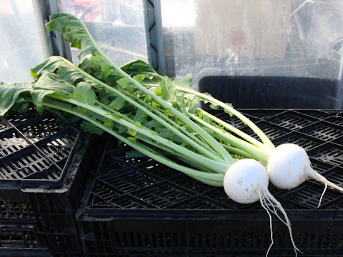 Brassica campestris var. glabra