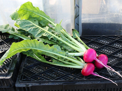 Brassica campestris var. glabra